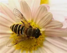 Bee Playing Wallowing Questions (Collection of Bee Test Materials)